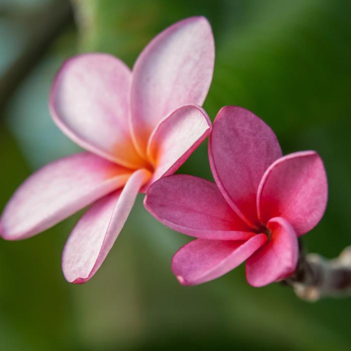 Pink frangipani blossoms