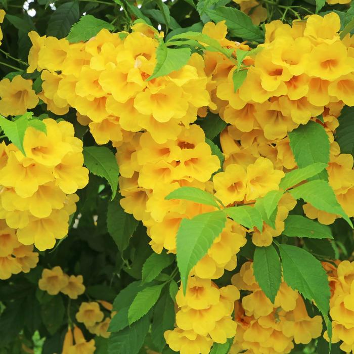 Clusters of bright yellow blossoms