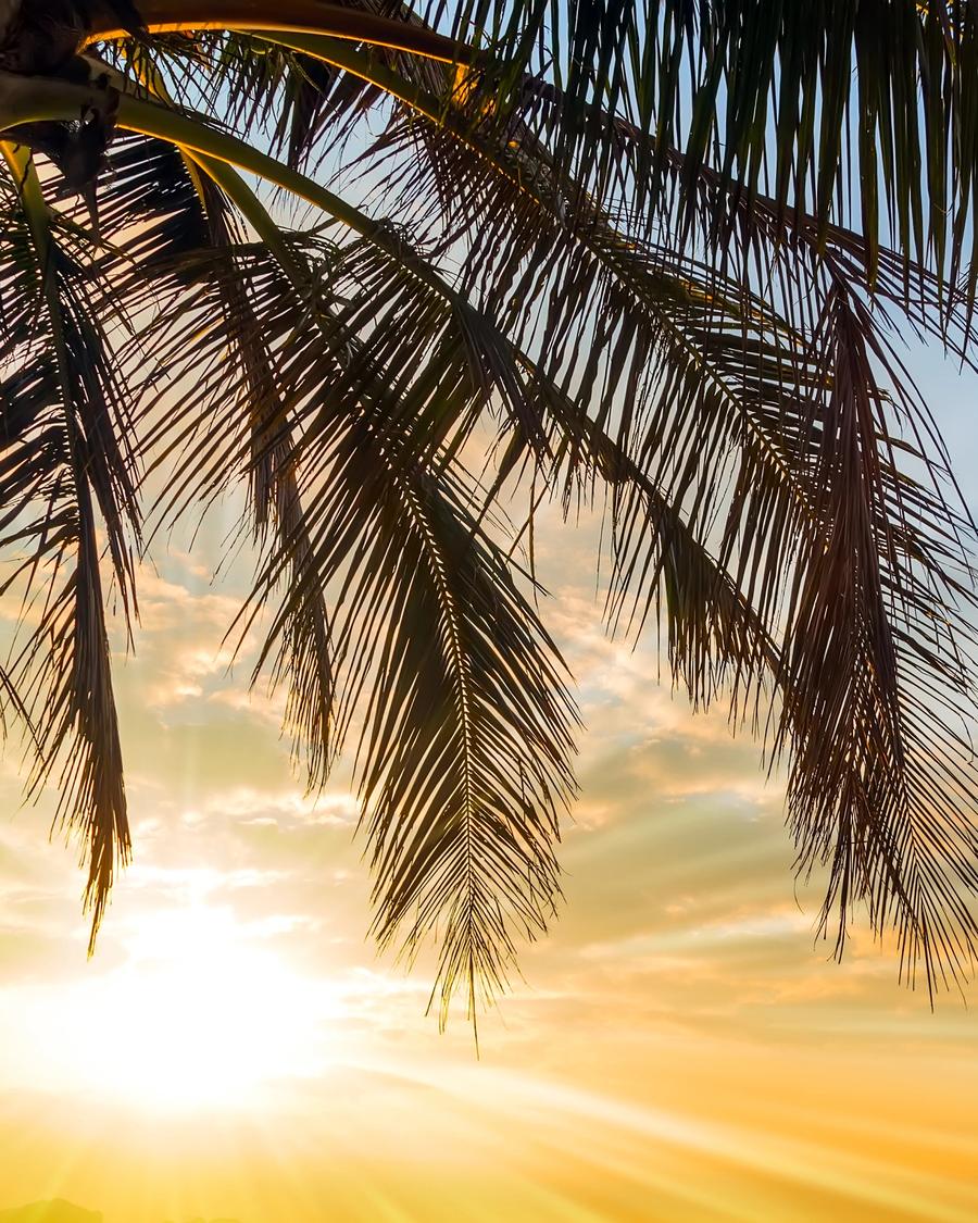 Palm fronds silhouetted against a golden sunset