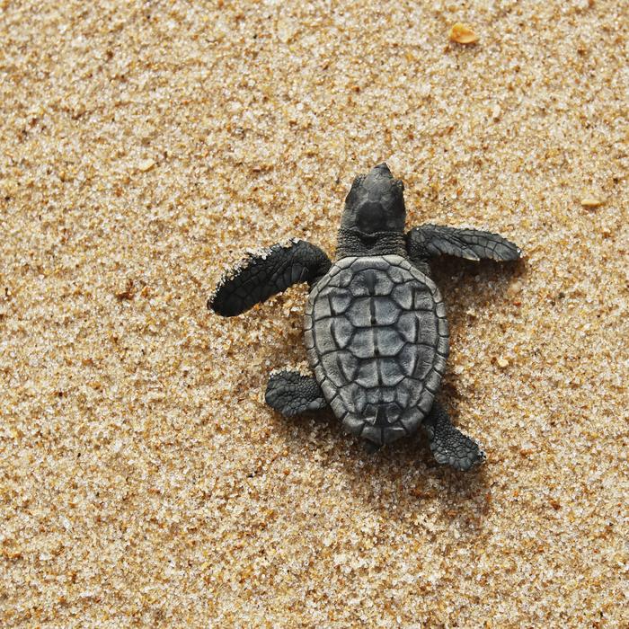 A baby sea turtle crossing the sand