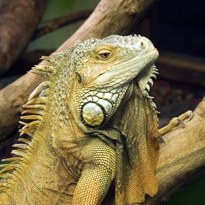 An iguana resting on a branch