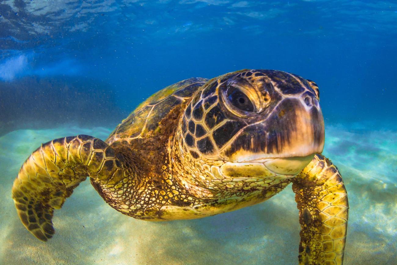 A sea turtle swimming over sand in clear water